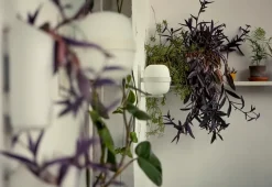 Santa & Cole Væglamper|Spots<Wally Cestita Væglampe fra Santa and Cole